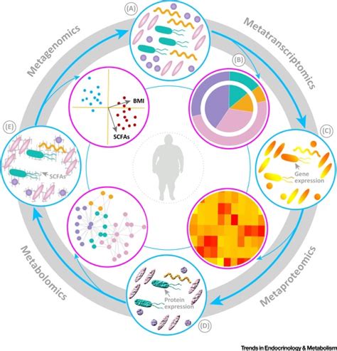 Linking Microbiota To Human Diseases A Systems Biology Perspective
