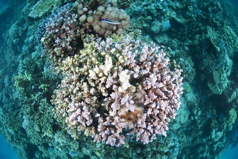 Great Barrier Reef Shocking Coral Devastation Discovered Deep In The