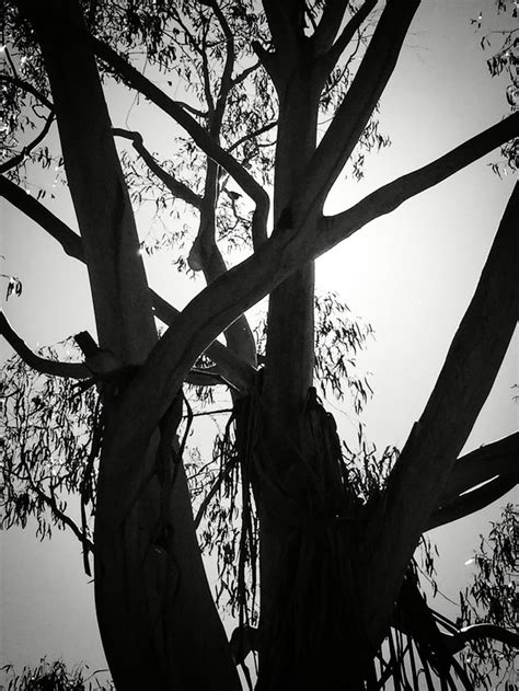 Abstraction Trees Leigh Ellen Williams Bnw Photography White