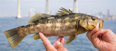 Calico Bass Fishing In Southern California Fishingbooker