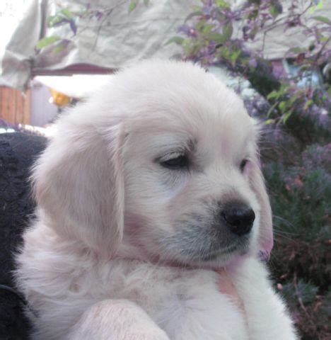 At golden beaches, we strive to provide excellent puppies and quality service! Akc English Cream Golden Retriever Puppies for Sale in ...