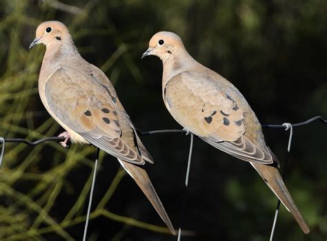 Mourning Dove Farbe