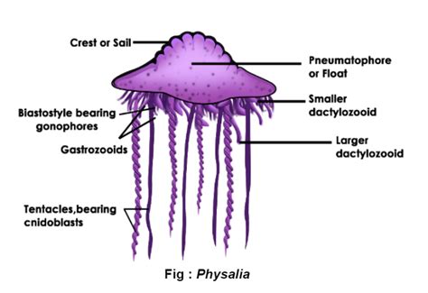 Phylum Cnidaria Examples