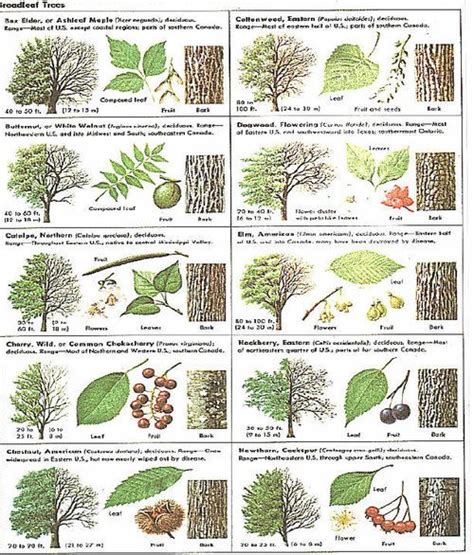 Pin By Pat Markham On Leaftree Tree Identification Trees To Plant
