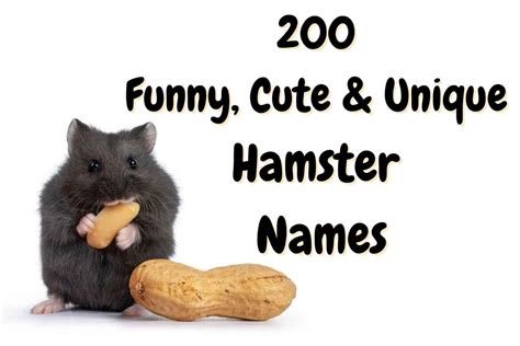 Hamster Names 200unique And Cute Names For A Hamster The Pet Savvy