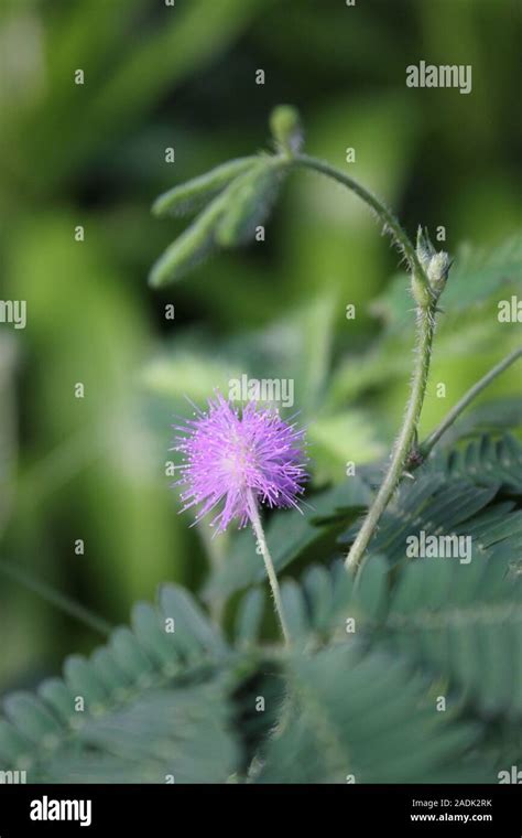 Sensitive Plant Mimosa Pudica Humble Plant Stock Photo Alamy