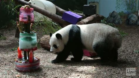 20 Yrs Old Panda Lun Lunatlanta Zoo Youtube