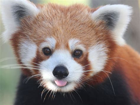 Red Panda Pal Exclusive The Buttonwood Park Zoo
