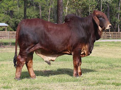 Browse 355 brahman cattle stock photos and images available, or start a new search to explore more stock photos and images. Intern's Blog: We're a Purebred Breeder of American Brahman Cattle - Moreno Ranches