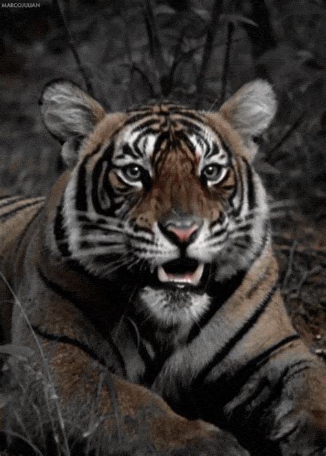 Amazing Tiger And White Tiger  Pics