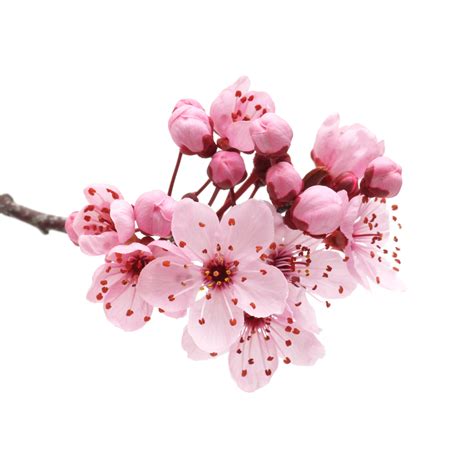 Download Japanese Flowering Cherry Download Free Image Hq Png Image