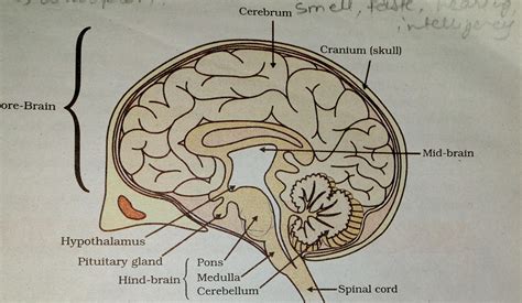 Label The Brain Anatomy Diagram Answers Trovoadasonhos