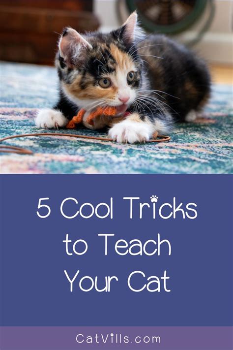 5 Incredibly Impressive Tricks To Teach Your Cat In 2020 Teaching