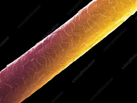 human hair sem stock image f024 1252 science photo library