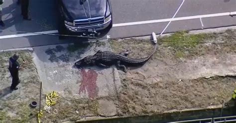 florida officials kill 13 foot alligator seen carrying human body analyzing america