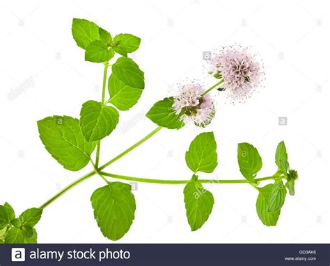 Mentha Piperita Flower High Resolution Stock Photography And Images Alamy