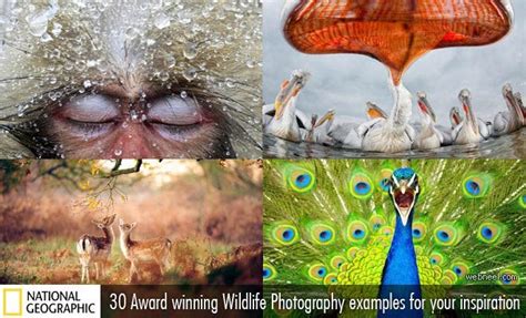 30 Best Award Winning Wildlife Photography Examples From Around The