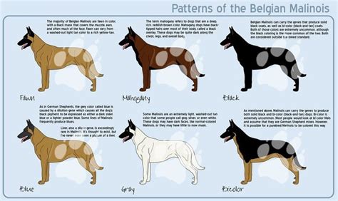 The belgian malinois should not be brindle (alternating stripes of color). Black Brown Belgian Malinois Colors