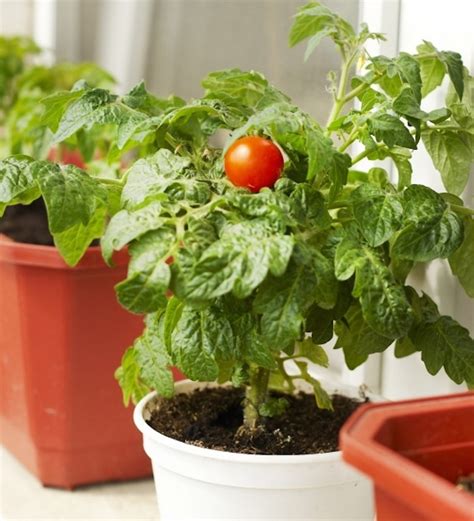 And you don't need a big space for your garden. 3 Tips For Do It Yourself Home Gardeners | Global Garden ...