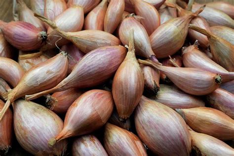 How To Grow Shallots