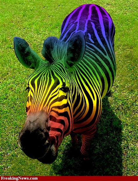 Technicolor Zebra Zebra Pictures Rainbow Zebra Rainbow Pictures