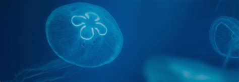 A Guide To Jellyfish In Devon Stay In Devon
