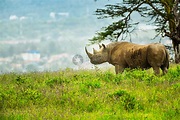 非洲黑犀牛高清图片下载-正版图片501286456-摄图网
