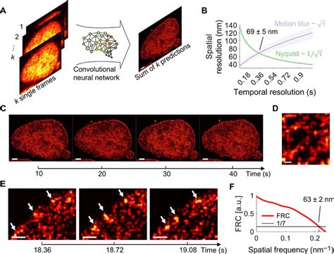 Coupling Chromatin Structure And Dynamics By Live Super Resolution