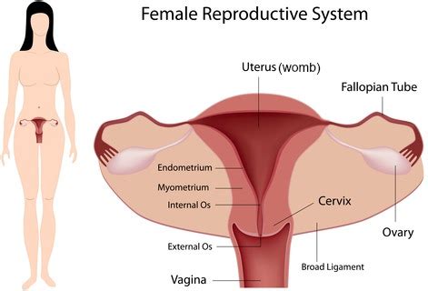 It can help you understand our world more detailed and specific. Causes of Female Abdominal Pain, Diagnosis & Treatment ...