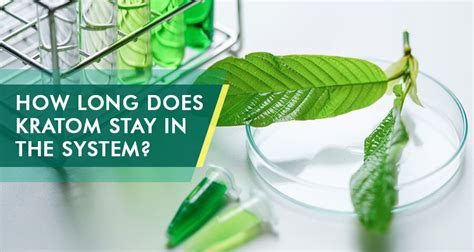 This length of time usually depends on how recently and how much you drank. How Long Does Kratom Stay In The Body System, Blood, And Urine?