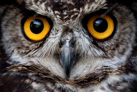 Owl Bird Face Close Up Stock Photo By ©ammmit 4320250