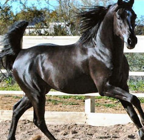 Black Horse With Blue Eyes Beautiful Arabian Horses Black Arabian