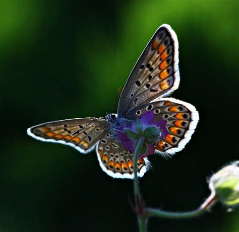 Bahar Gunesim By Lisans On Deviantart Beautiful Butterflies