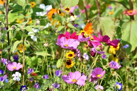 Types Of Wildflowers To Grow Blooming Anomaly