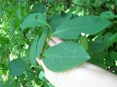 We did not find results for: spicebush, Lindera benzoin | Edible wild plants, Wild ...