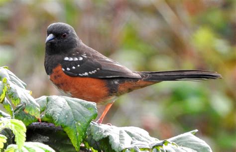Spotted Towhees Feederwatch