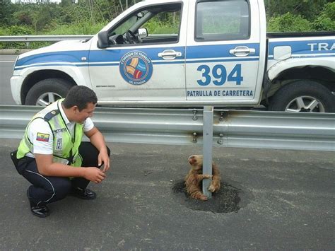 Officer Helps Sloth Cross The Road Viewstorm