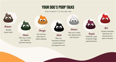 A Super Guide To Your Dogs Poop Colas Kitchen Blog
