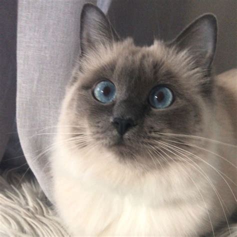 Nilly Female Ragdoll Cat In Vic Petrescue