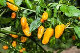 Gialló Grossó - Capsicum annuum - variedad de chile - Variedades de chile