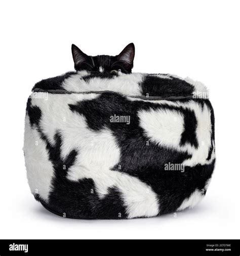 Cute Black And White Tuxedo Cat Sitting In Black And White Fur Basket