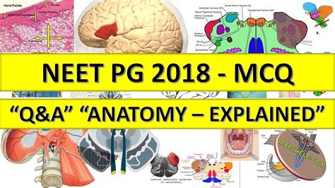 Neet Pg 2018 Anatomy Mcq Qanda With Explanation Youtube
