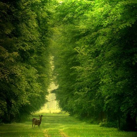 Beautiful Forest Path Forests Are The Lungs Of The World