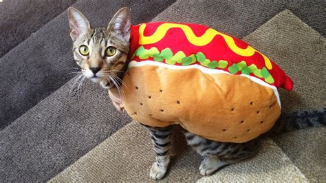 Hot Dog Cat Youtube