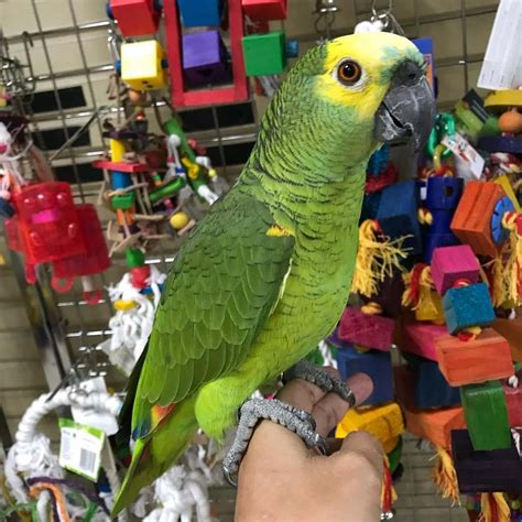 Amazon Parrot Adorable Blue Fronted Amazon Parrot For Sale Birds For