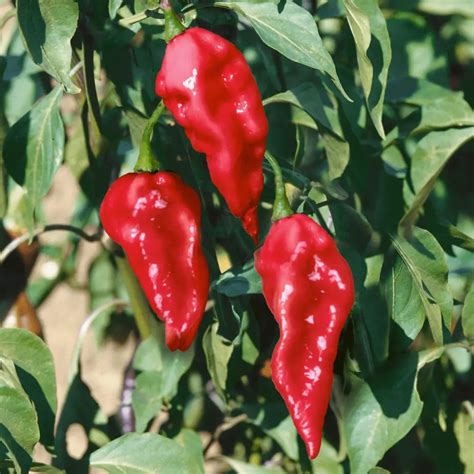 How To Grow Ghost Peppers Indoors Plant Instructions
