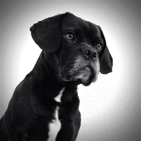 Puggle Black Puggle Puggle Pugs