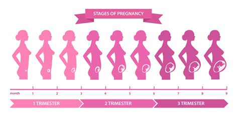 The Stages Of Pregnancy Week By Week Pregnancywalls