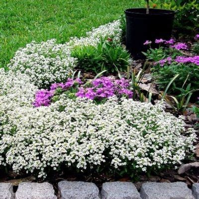 An informational site from seedland.com. Sweet Alyssum "Carpet of Snow" Seeds - Lobularia maritima ...