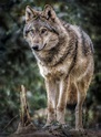 Wolf Foto & Bild | tiere, zoo, wildpark & falknerei, säugetiere Bilder ...